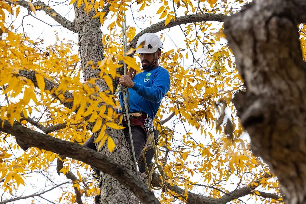 Skilled Tree Planing crew working in Cumberland Foreside