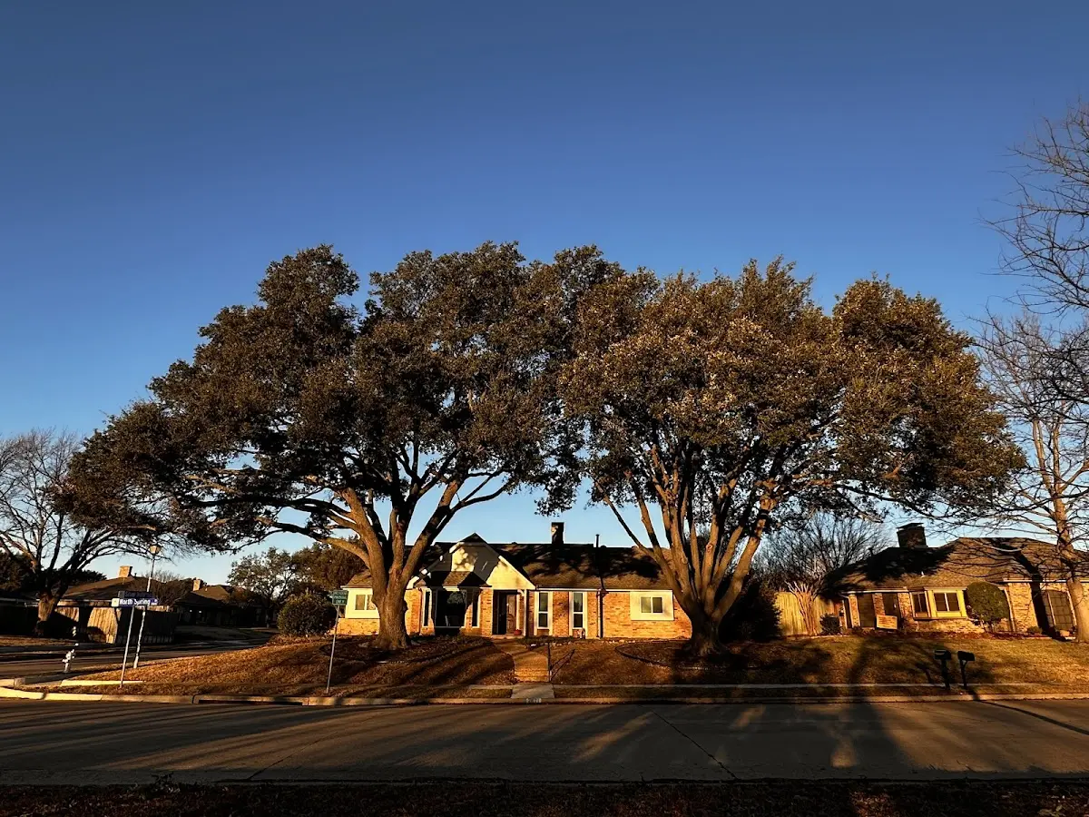 Established residential canopy tree shading a home in Cumberland Foreside